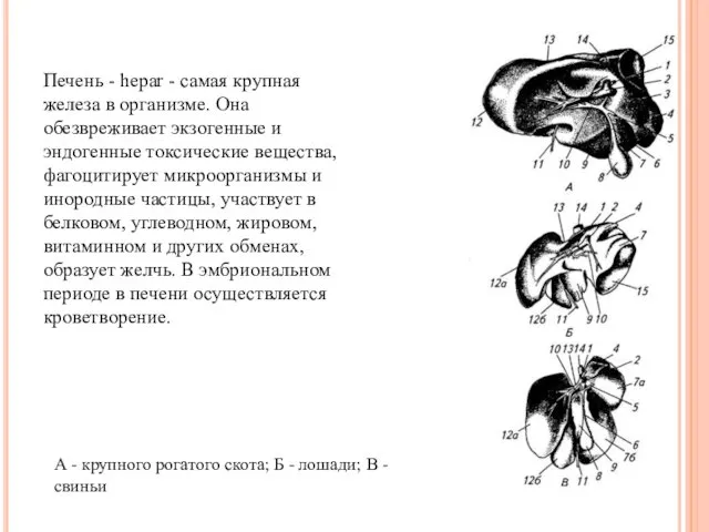 Печень - hepar - самая крупная железа в организме. Она