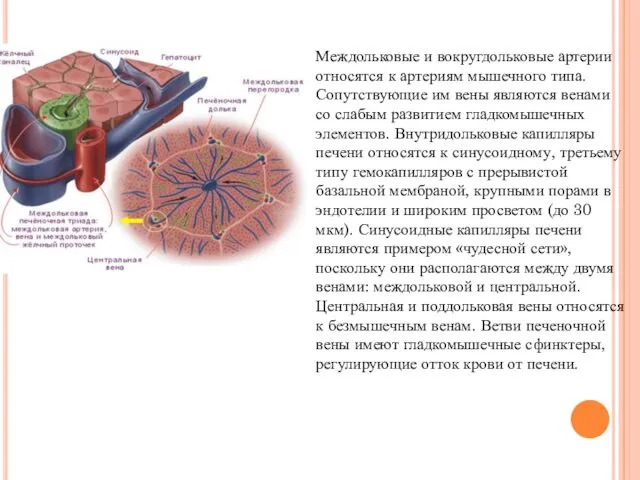 Междольковые и вокругдольковые артерии относятся к артериям мышечного типа. Сопутствующие