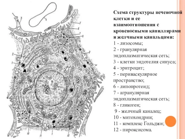 Схема структуры печеночной клетки и ее взаимоотношения с кровеносными капиллярами