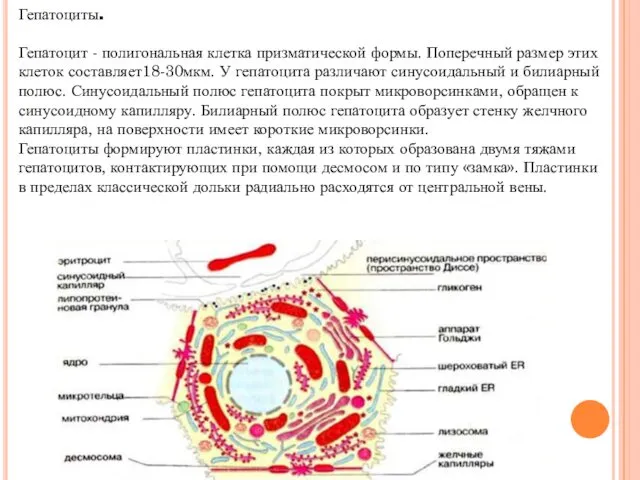 Гепатоциты. Гепатоцит - полигональная клетка призматической формы. Поперечный размер этих