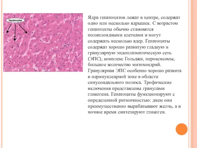 Ядра гепатоцитов лежат в центре, содержат одно или несколько ядрышек.