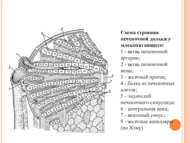 Схема строения печеночной дольки у млекопитающего: 1 - ветвь печеночной