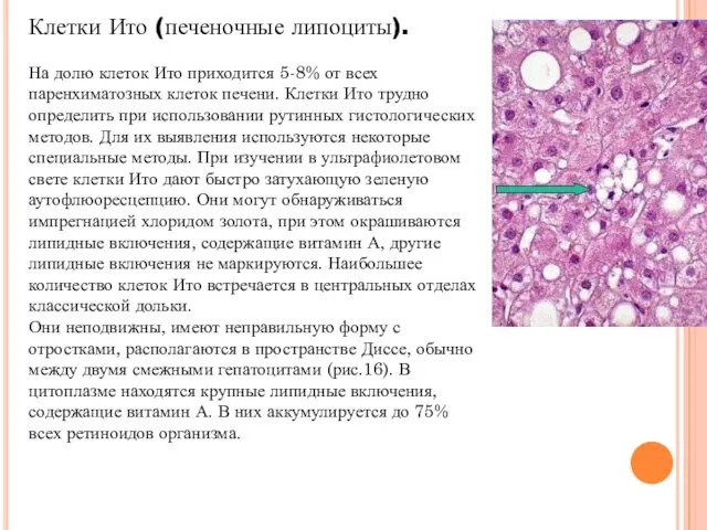 Клетки Ито (печеночные липоциты). На долю клеток Ито приходится 5-8%