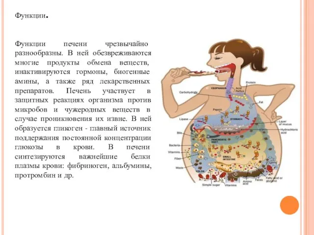 Функции. Функции печени чрезвычайно разнообразны. В ней обезвреживаются многие продукты