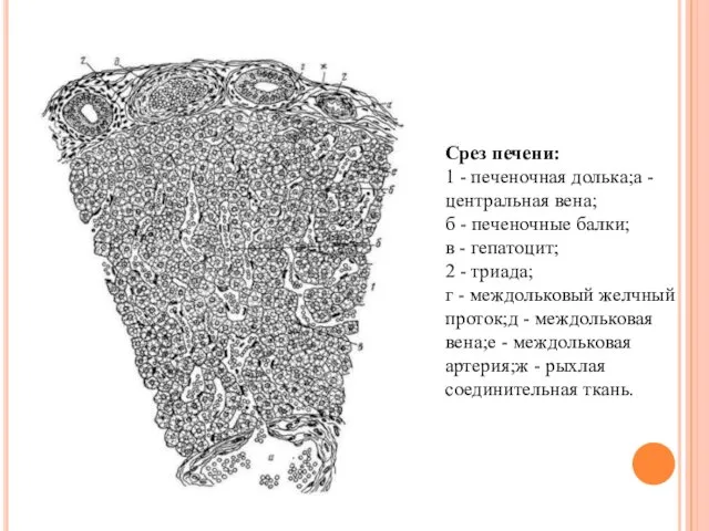 Срез печени: 1 - печеночная долька;а - центральная вена; б