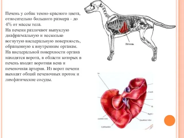 Печень у собак темно-красного цвета, относительно большого размера - до