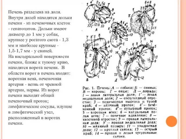 Печень разделена на доли. Внутри долей находятся дольки печени -