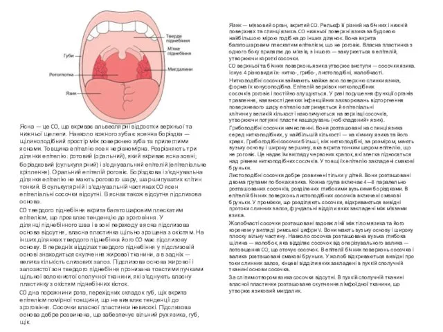 Ясна — це CO, що вкриває альвеолярні відростки верхньої та