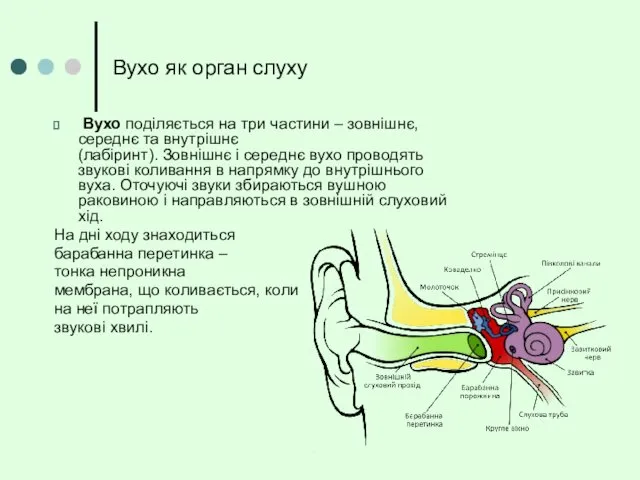 Вухо як орган слуху Вухо поділяється на три частини –