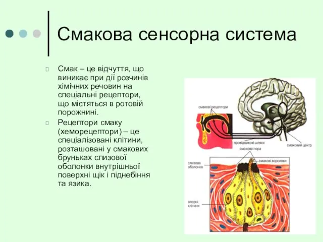 Смак – це відчуття, що виникає при дії розчинів хімічних