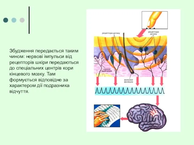 Збудження передається таким чином: нервові імпульси від рецепторів шкіри передаються