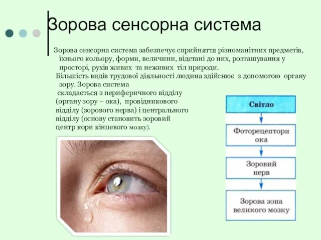 Зорова сенсорна система Зорова сенсорна система забезпечує сприйняття різноманітних предметів,