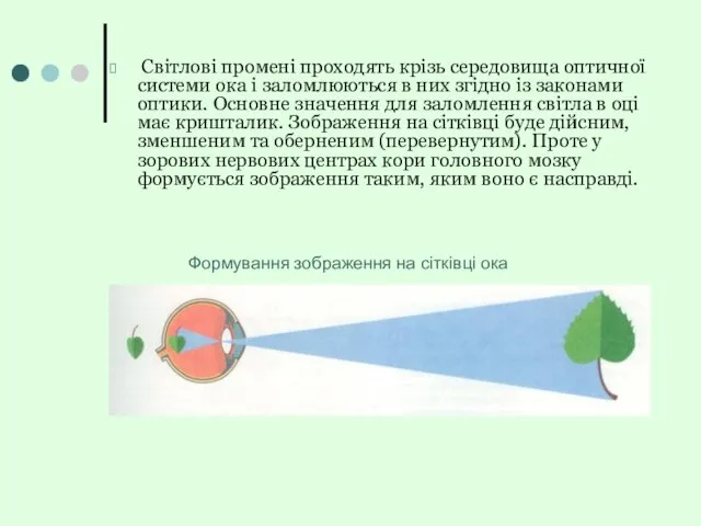 Світлові промені проходять крізь середовища оптичної системи ока і заломлюються