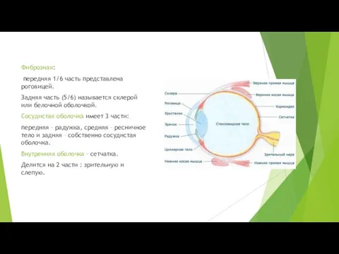 Фиброзная: передняя 1/6 часть представлена роговицей. Задняя часть (5/6) называется