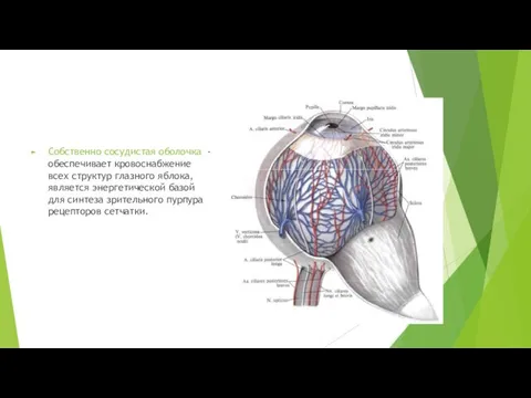 Собственно сосудистая оболочка - обеспечивает кровоснабжение всех структур глазного яблока,