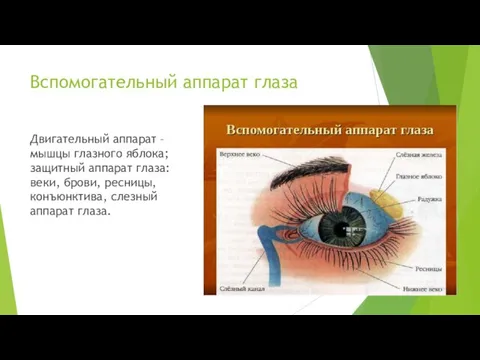 Вспомогательный аппарат глаза Двигательный аппарат – мышцы глазного яблока; защитный