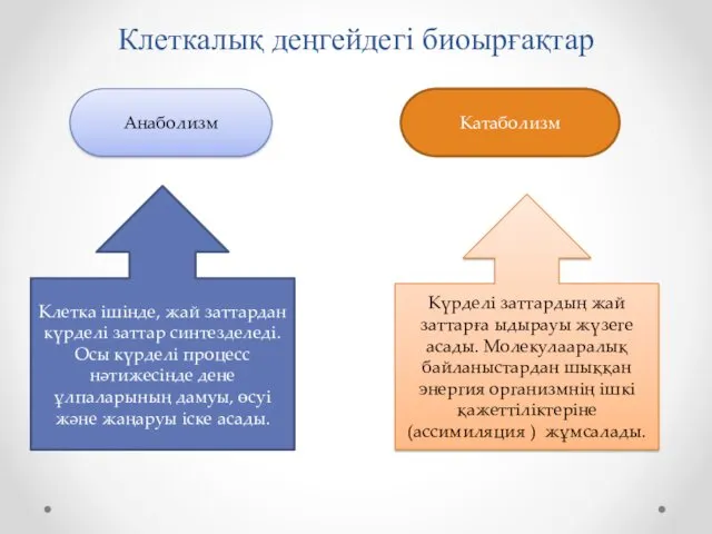 Клеткалық деңгейдегі биоырғақтар Анаболизм Катаболизм Клетка ішінде, жай заттардан күрделі