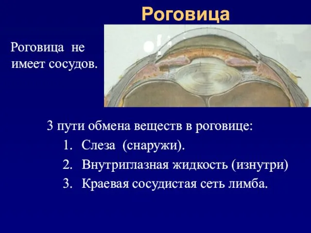 Роговица Роговица не имеет сосудов. 3 пути обмена веществ в