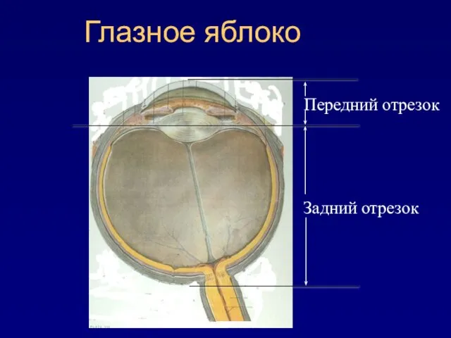 Глазное яблоко Передний отрезок Задний отрезок