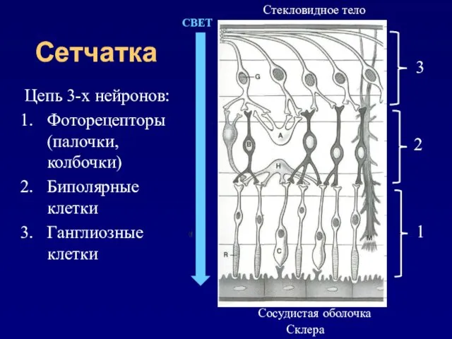 Сетчатка Цепь 3-х нейронов: Фоторецепторы (палочки, колбочки) Биполярные клетки Ганглиозные