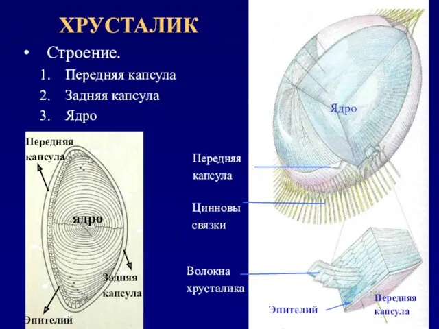 ХРУСТАЛИК Передняя капсула Цинновы связки Волокна хрусталика Эпителий Строение. Передняя