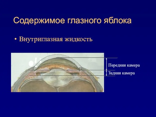 Содержимое глазного яблока Внутриглазная жидкость Передняя камера Задняя камера