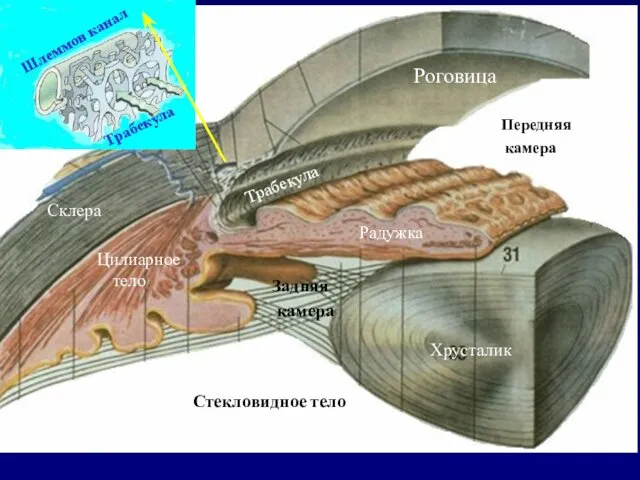 Роговица Склера Хрусталик Цилиарное тело Радужка Трабекула Передняя камера Задняя камера Стекловидное тело Шлеммов канал Трабекула