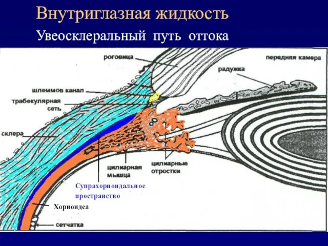 Дилятатор Радужка Внутриглазная жидкость Увеосклеральный путь оттока Супрахориоидальное пространство Супрахориоидальное пространство Хориоидеа