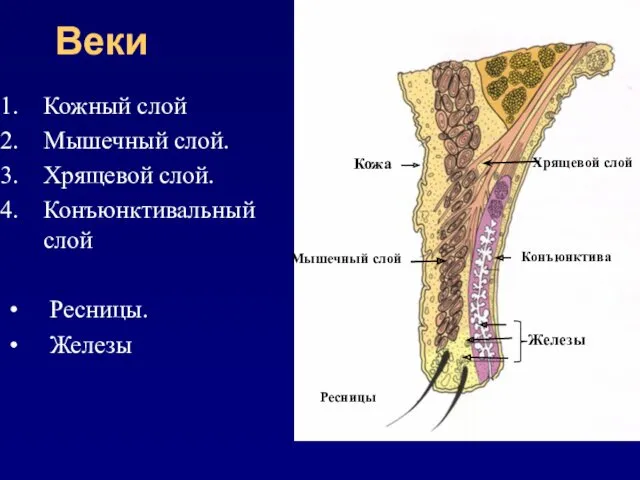 Веки Кожный слой Мышечный слой. Хрящевой слой. Конъюнктивальный слой Ресницы.