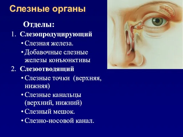 Слезные органы Отделы: 1. Слезопродуцирующий Слезная железа. Добавочные слезные железы