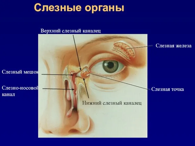 Слезные органы Слезная железа Слезная точка Верхний слезный каналец Нижний слезный каналец Слезный мешок Слезно-носовой канал