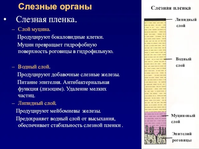 Слезные органы Слезная пленка. Слой муцина. Продуцируют бокаловидные клетки. Муцин