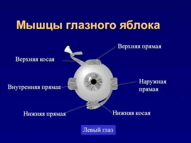 Мышцы глазного яблока Наружная прямая Внутренняя прямая Верхняя прямая Нижняя