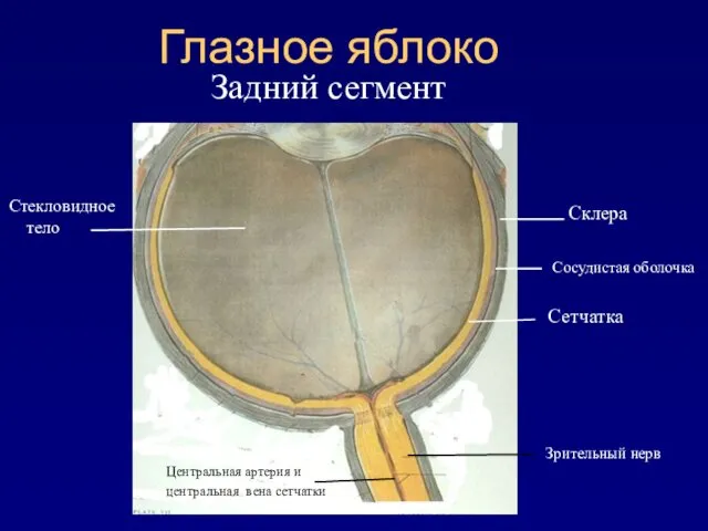 Глазное яблоко Задний сегмент Сетчатка Зрительный нерв Сосудистая оболочка Центральная