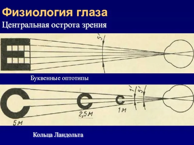 Физиология глаза Кольца Ландольта Центральная острота зрения Буквенные оптотипы
