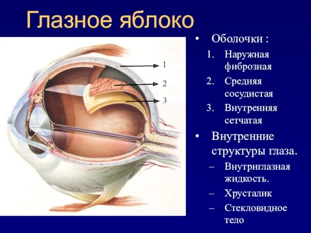 Глазное яблоко Оболочки : Наружная фиброзная Средняя сосудистая Внутренняя сетчатая