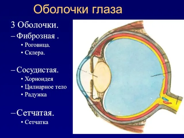 Оболочки глаза 3 Оболочки. Фиброзная . Роговица. Склера. Сосудистая. Хориоидея Цилиарное тело Радужка Сетчатая. Сетчатка