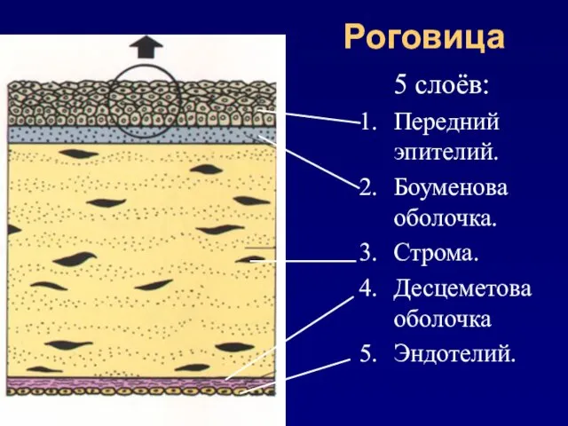 Роговица 5 слоёв: Передний эпителий. Боуменова оболочка. Строма. Десцеметова оболочка Эндотелий.