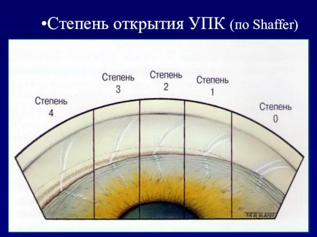 Cтепень открытия УПК (по Shaffer)