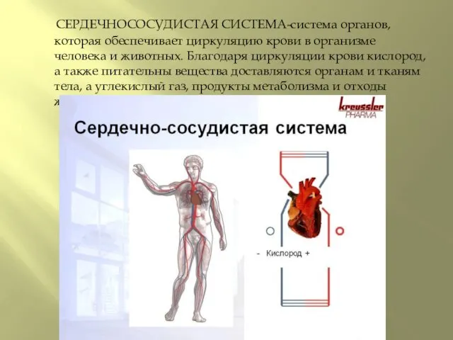 СЕРДЕЧНОСОСУДИСТАЯ СИСТЕМА-система органов, которая обеспечивает циркуляцию крови в организме человека