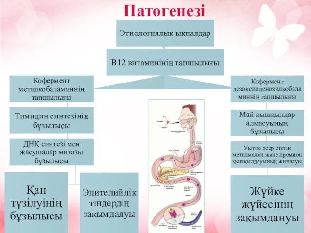 Қан түзілуінің бұзылысы Патогенезі