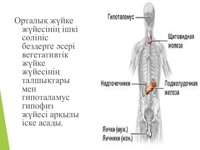 Орталық жүйке жүйесінің ішкі сөлініс бездерге әсері вегетативтік жүйке жүйесінің