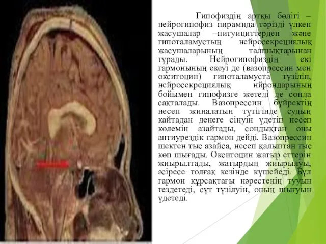 Гипофиздің артқы бөлігі –нейрогипофиз пирамида тәрізді үлкен жасушалар –питуициттерден және гипоталамустың нейросекрециялық жасушаларының