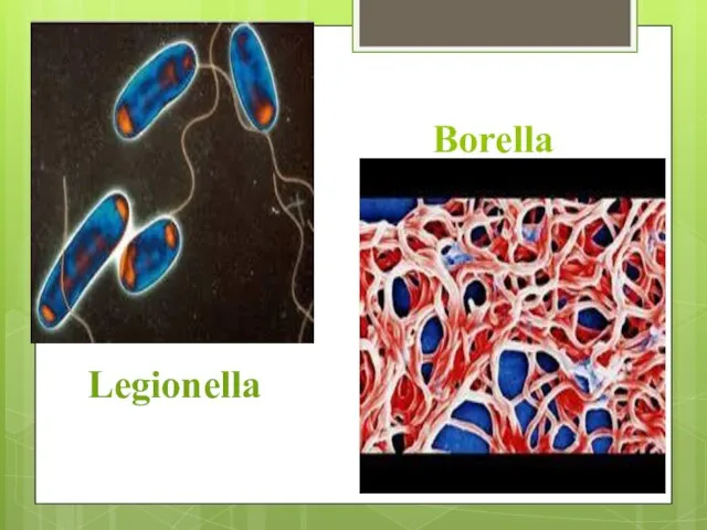 Borella Legionella