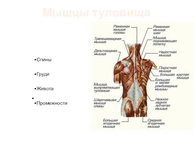 Мышцы туловища Спины Груди Живота Промежности