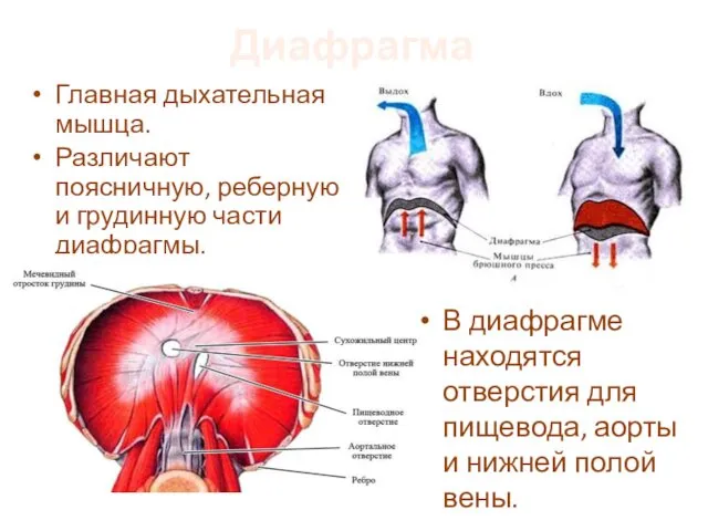Диафрагма Главная дыхательная мышца. Различают поясничную, реберную и грудинную части