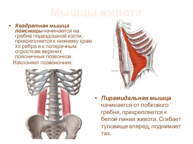 Мышцы живота Квадратная мышца поясницы начинается на гребне подвздошной кости,