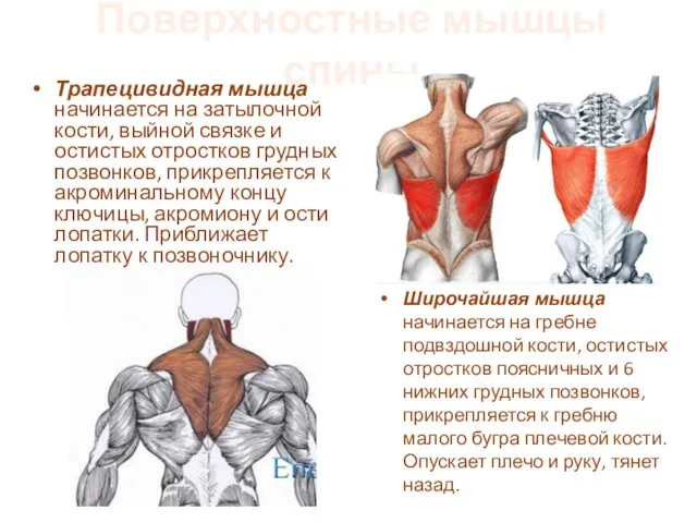 Поверхностные мышцы спины Трапецивидная мышца начинается на затылочной кости, выйной