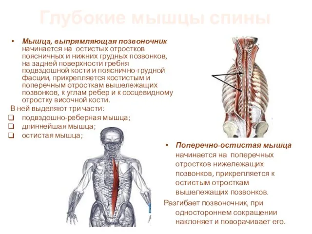 Глубокие мышцы спины Мышца, выпрямляющая позвоночник начинается на остистых отростков