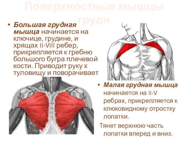 Поверхностные мышцы груди Большая грудная мышца начинается на ключице, грудине,